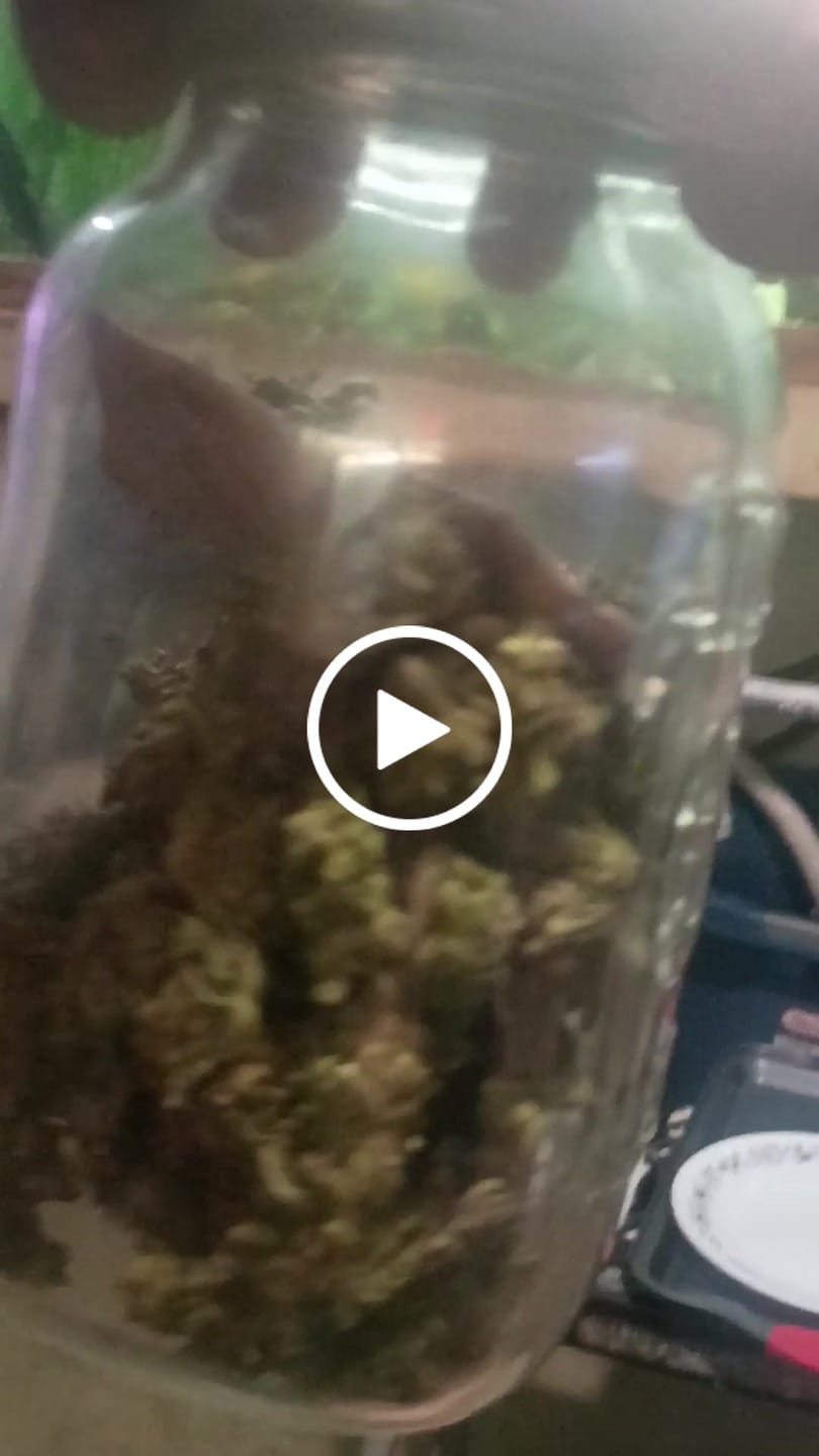 Customer video review of LITTLES BRAND - Grape Gas - Littles - 28 Grams - Indica