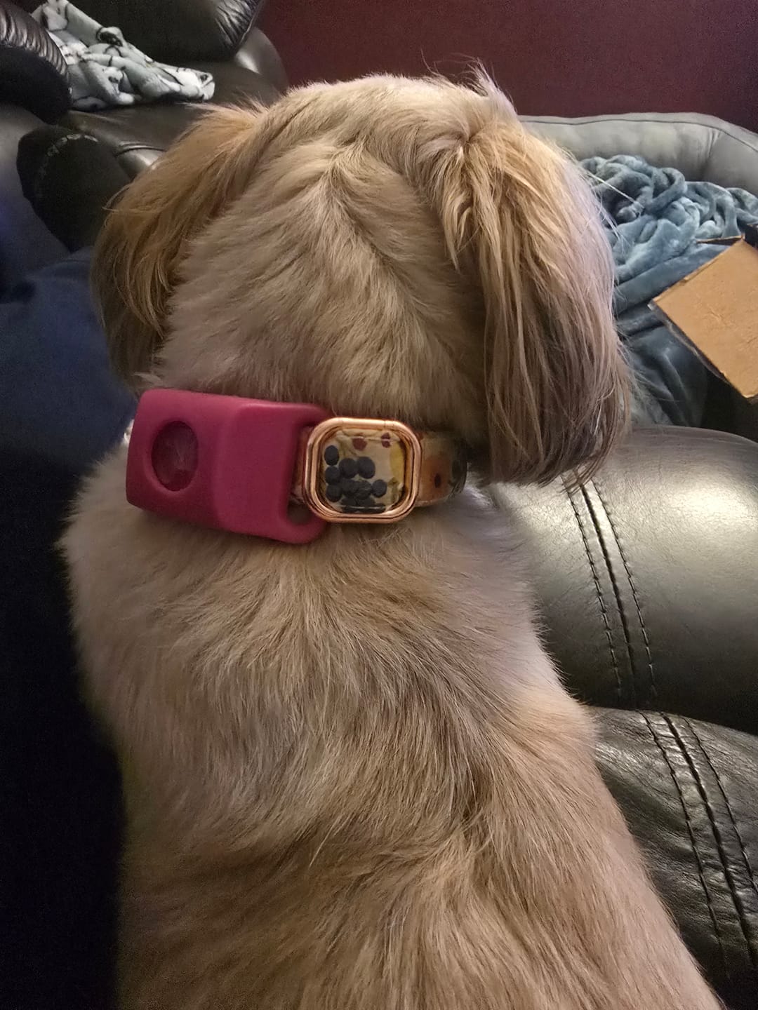 Customer photo review of FurLife™ - 12 Months All Natural Flea and Tick Tags for Dogs