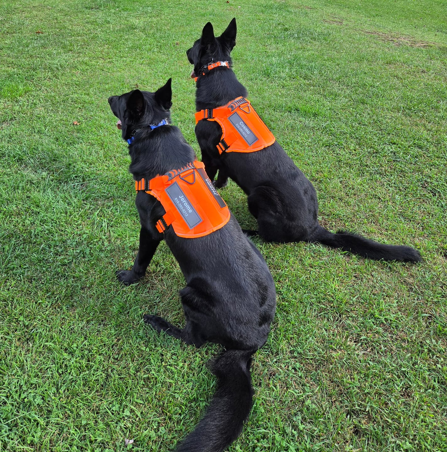 Customer photo review of Custom Hook & Loop Patch For Harness (Printed - 1 Pair)