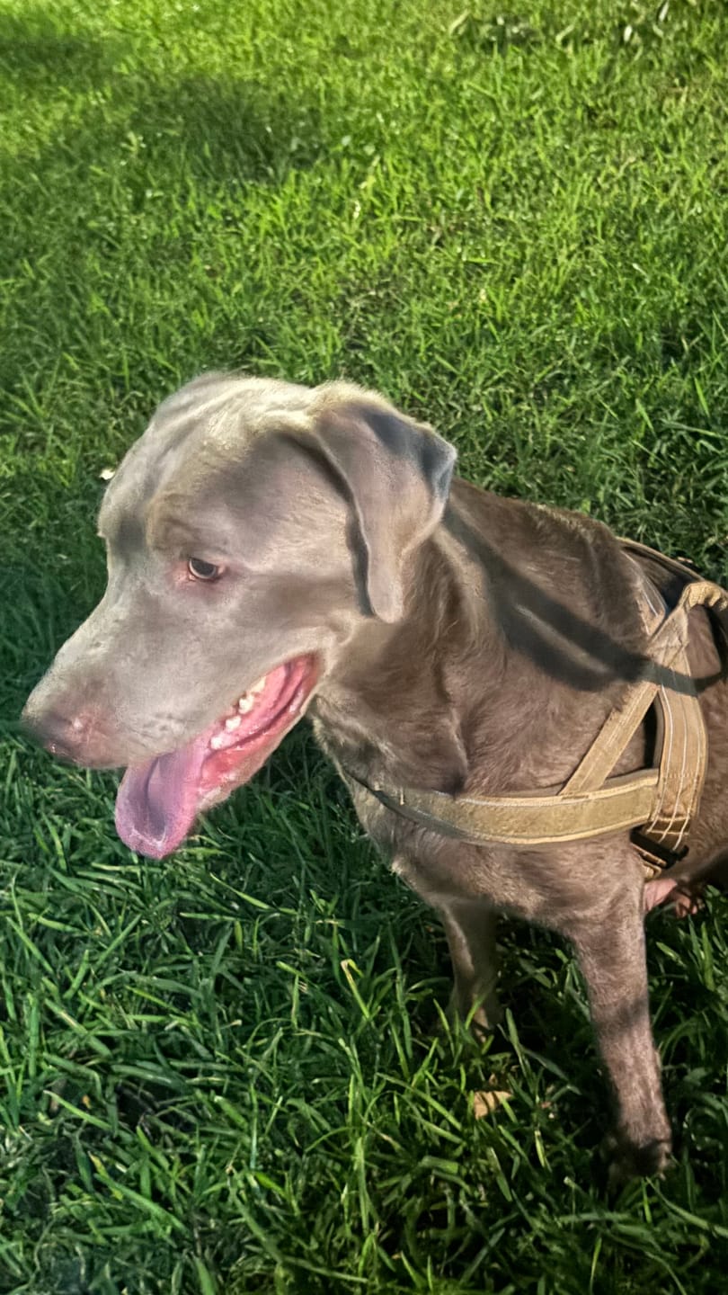 Customer photo review of NEW Team K9® Lightweight Personalized No Pull Dog Harness with a Quick-Release Metal Buckle, Reinforced Front & Back V-Rings, Hook & Loop Panels, Padded Adjustable Straps, Top Handle, & Reflective Stitching