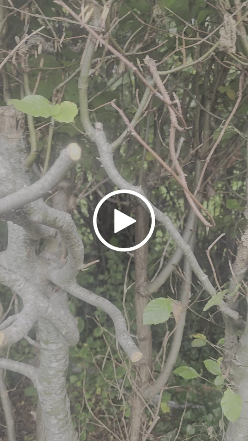 Customer video review of YOFIDRA 8" Brushless Chainsaw + 32mm Pruner Set, 1.7M Telescoping Pole