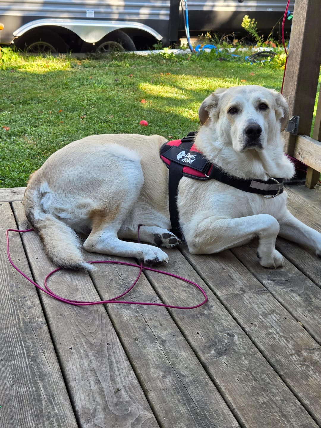 Customer photo review of Personalized Dog Harness