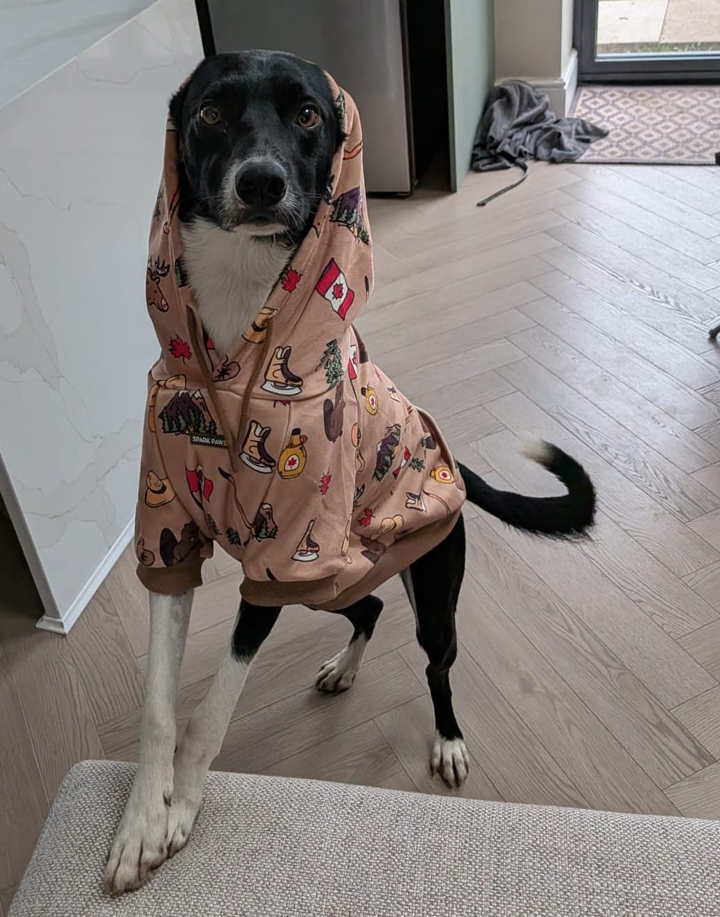 Customer photo review of The Germany Dog Hoodie - Dark Brown