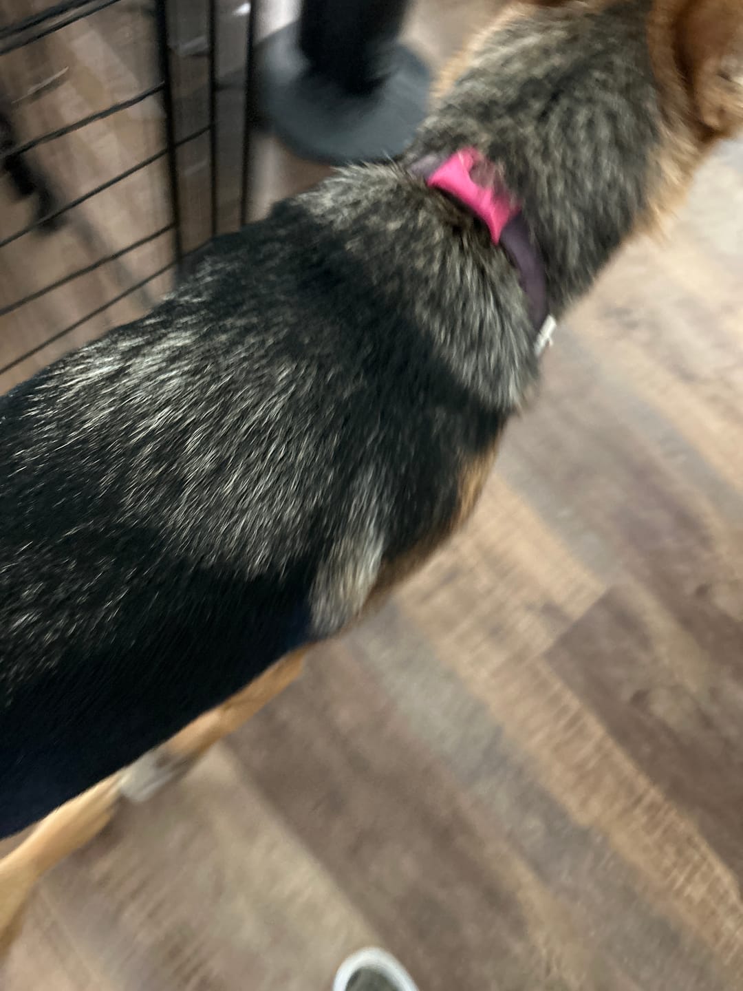 Customer photo review of FurLife™ 12 Months Flea and Tick Free