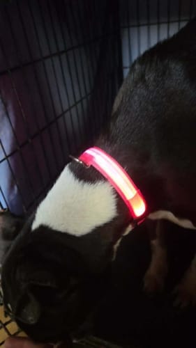 Customer photo review of Double-Light Collar to See Your Dog at Night