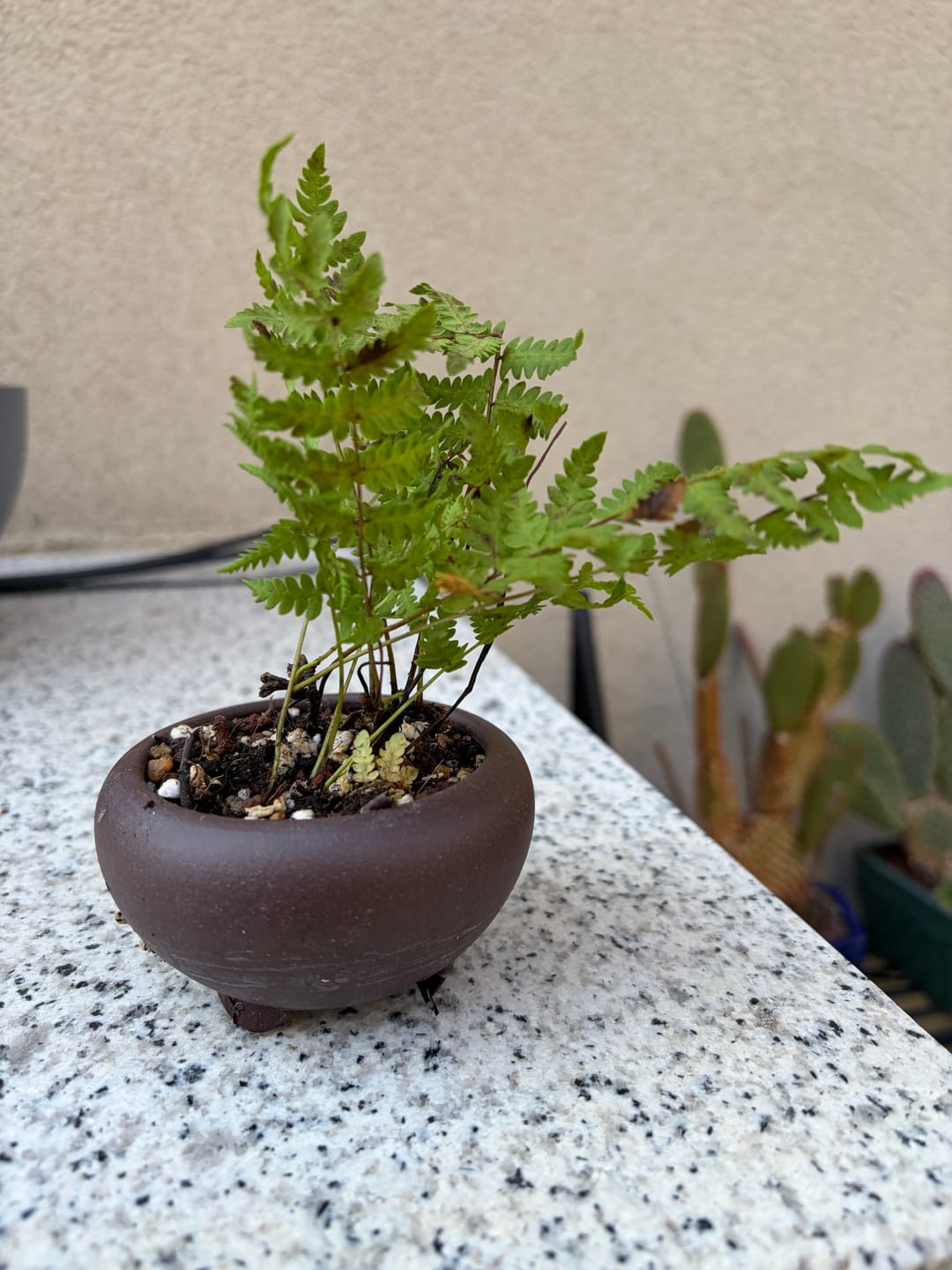 Customer photo review of THELYPTERIS PALUSTRIS