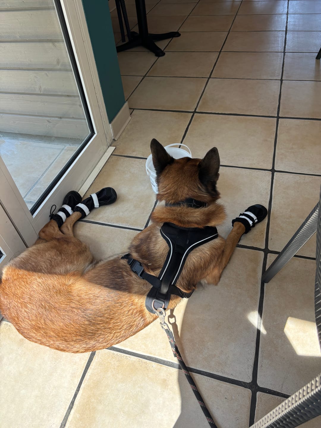 Customer photo review of Dog Rainboots, Waterproof Dog Shoes - Black