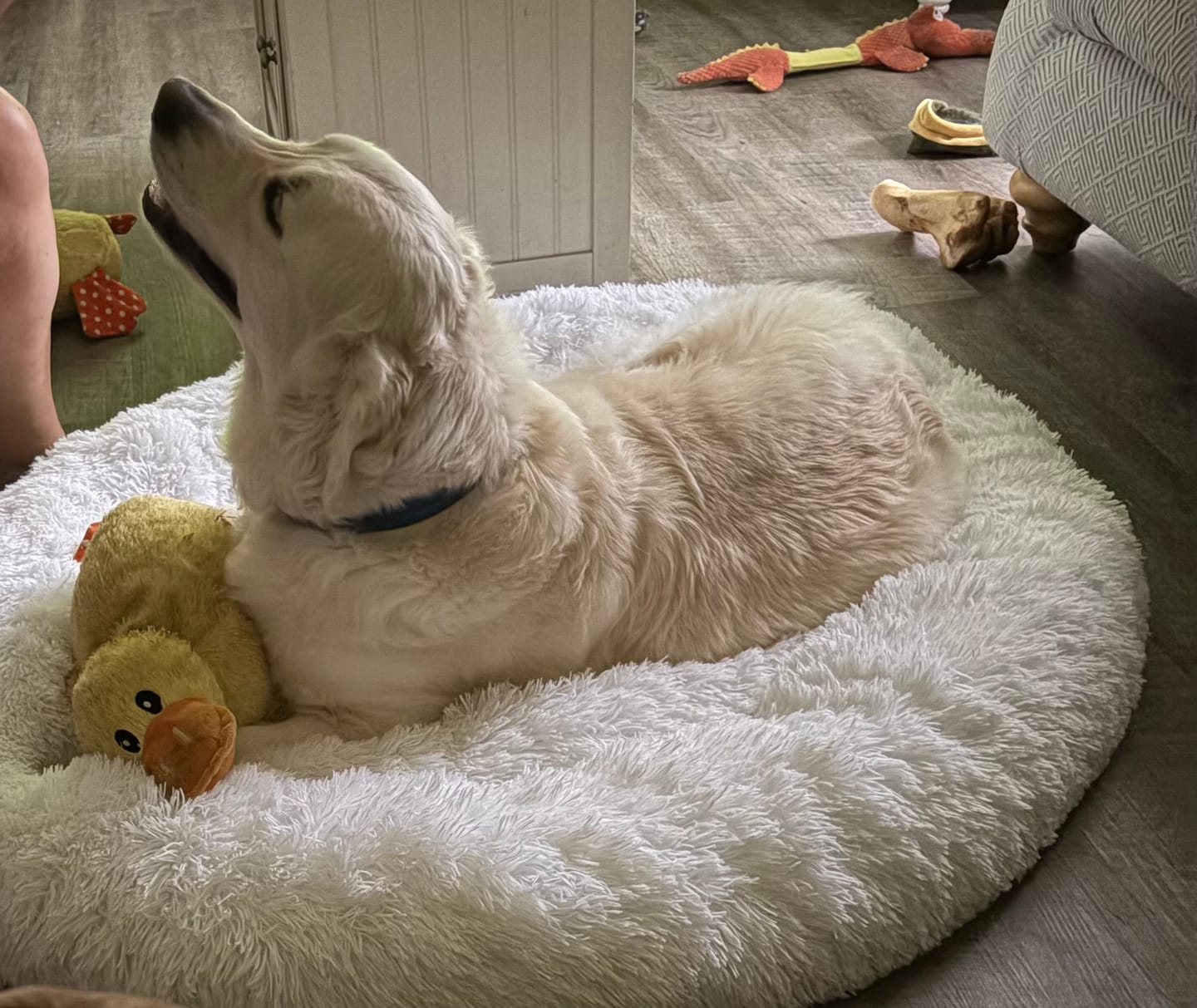 Customer photo review of The Original Fluffy Bean® Pet Bed