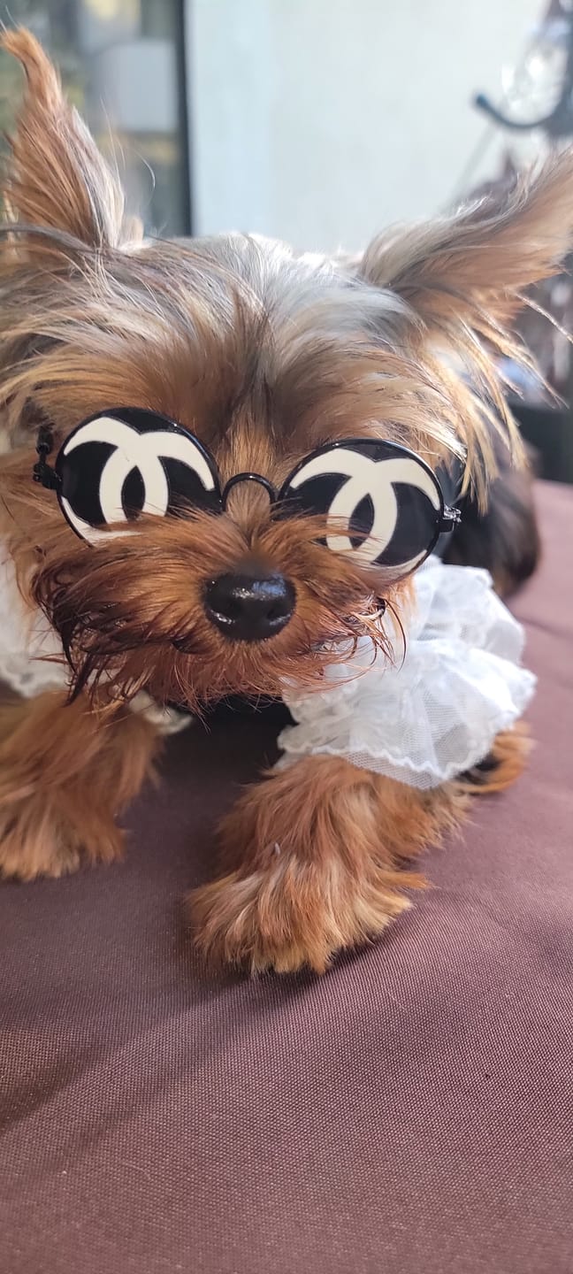 Customer photo review of 🕶️ Runway Canine Couture: Logo Sunglasses
