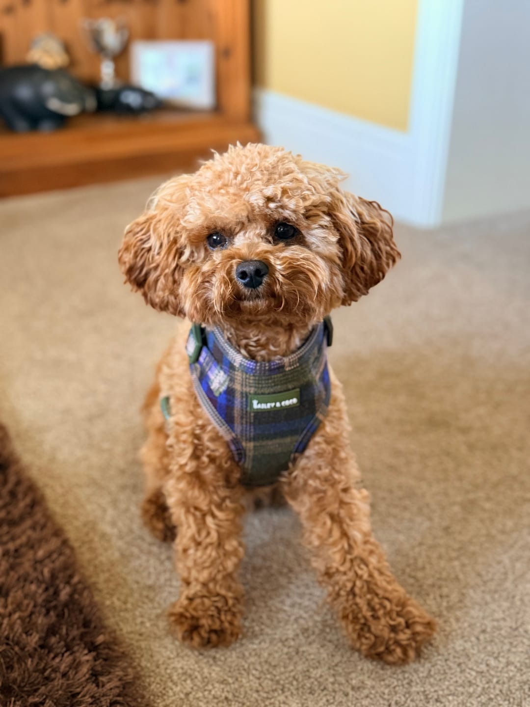 Customer photo review of Mayfair Tweed Dog Harness - Adjustable Neck Dog Harness