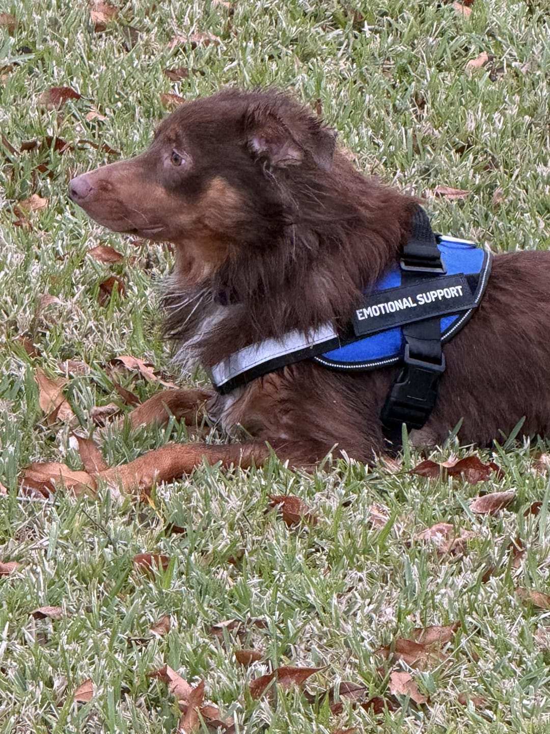 Customer photo review of Personalized No Pull Dog Harness