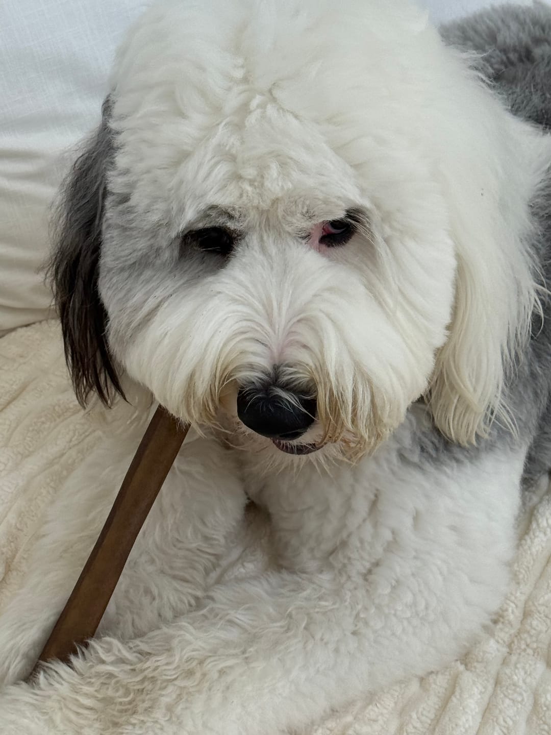 Customer photo review of Super Bull Sticks