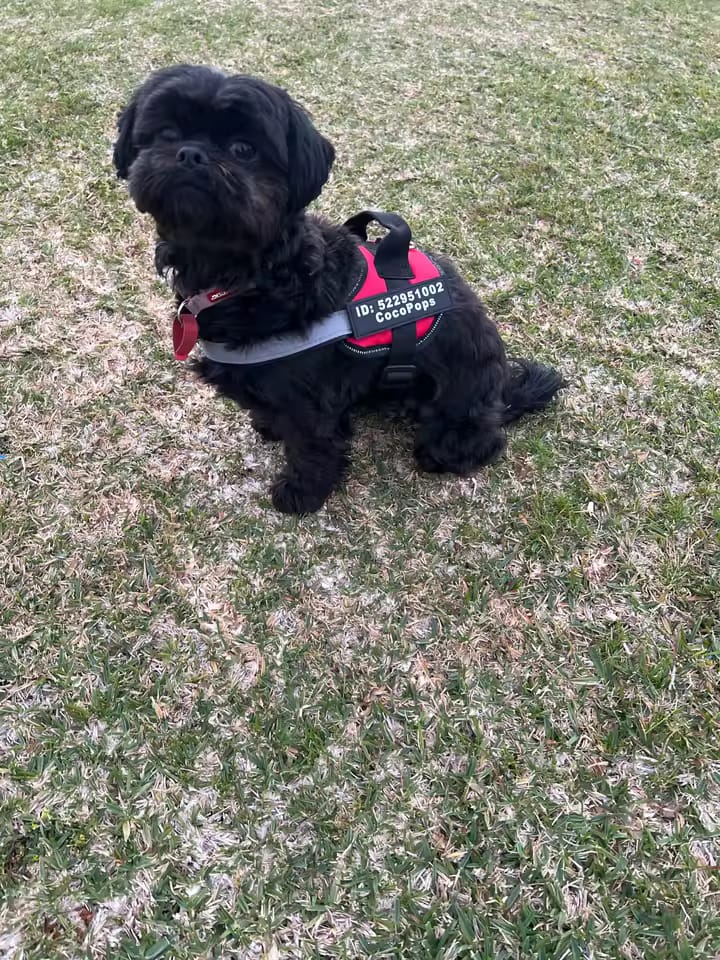 Customer photo review of Personalized No Pull Dog Harness