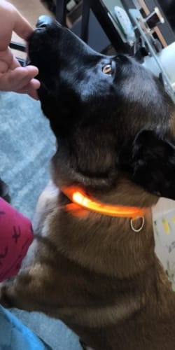 Customer photo review of Double-Light Collar to See Your Dog at Night
