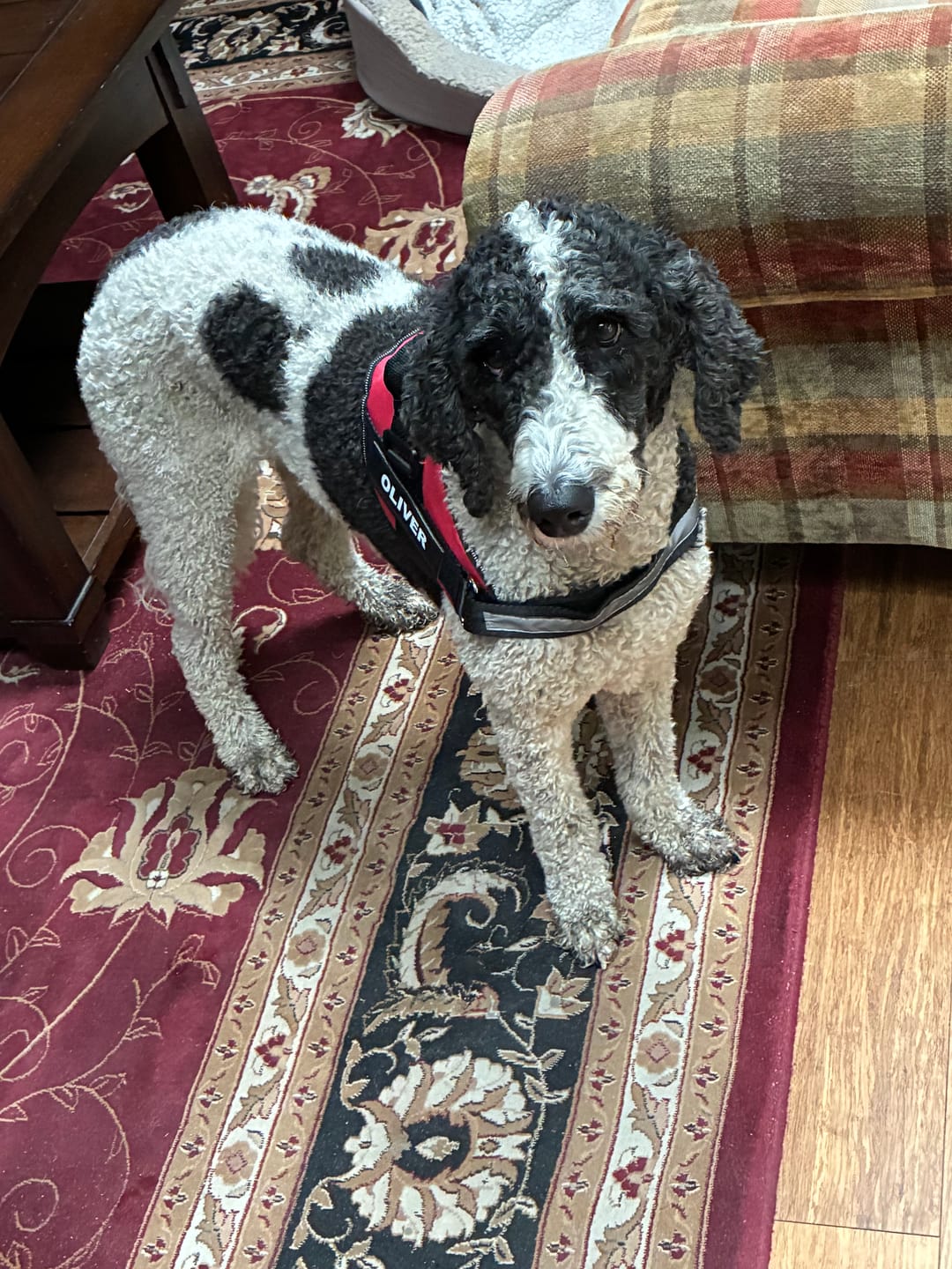 Customer photo review of Personalized Dog Harness