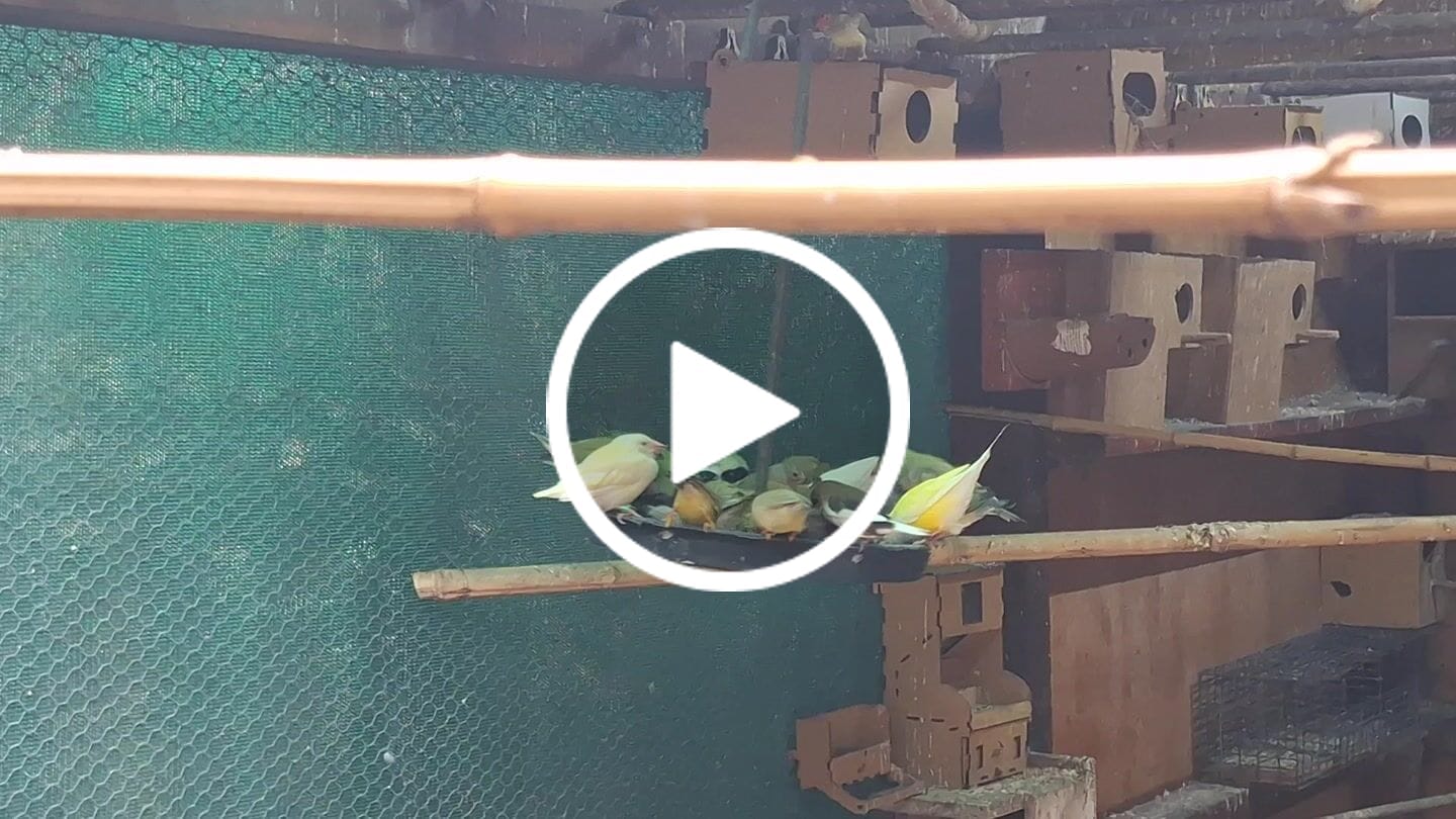 Customer video review of Pro Start Nature Blend (Supplement Feed for Birds & Poultry)