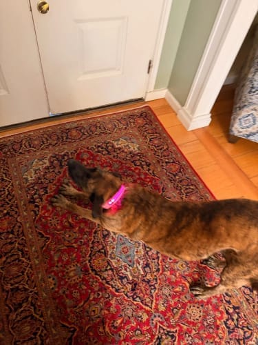 Customer photo review of Double-Light Collar to See Your Dog at Night