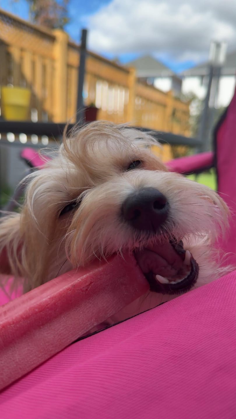 Customer photo review of Strawberry Himalayan Yak Chew (MEDIUM)