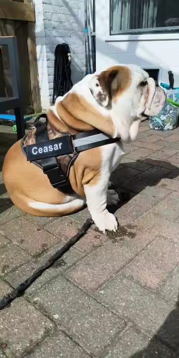Customer photo review of Personalized No Pull Dog Harness