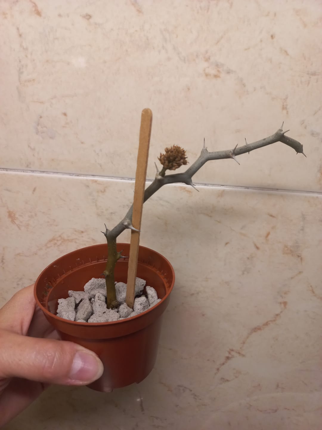 Customer photo review of Decarya madagascariensis