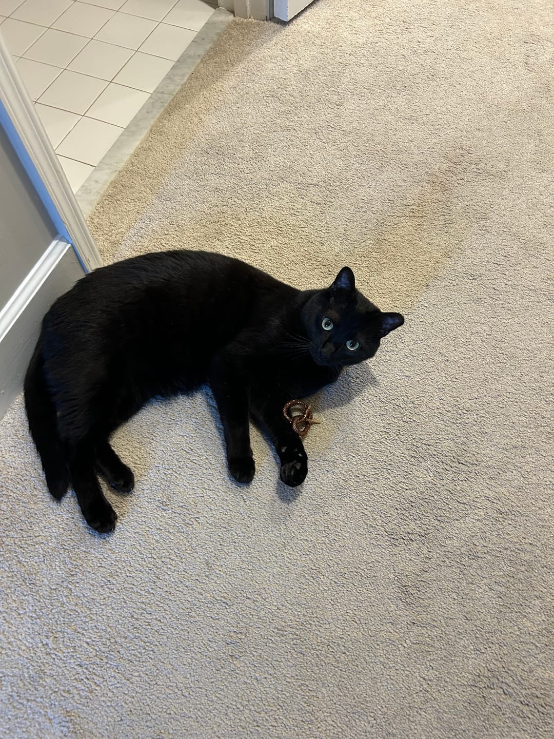 Customer photo review of NEW! Purrtzel Kicker