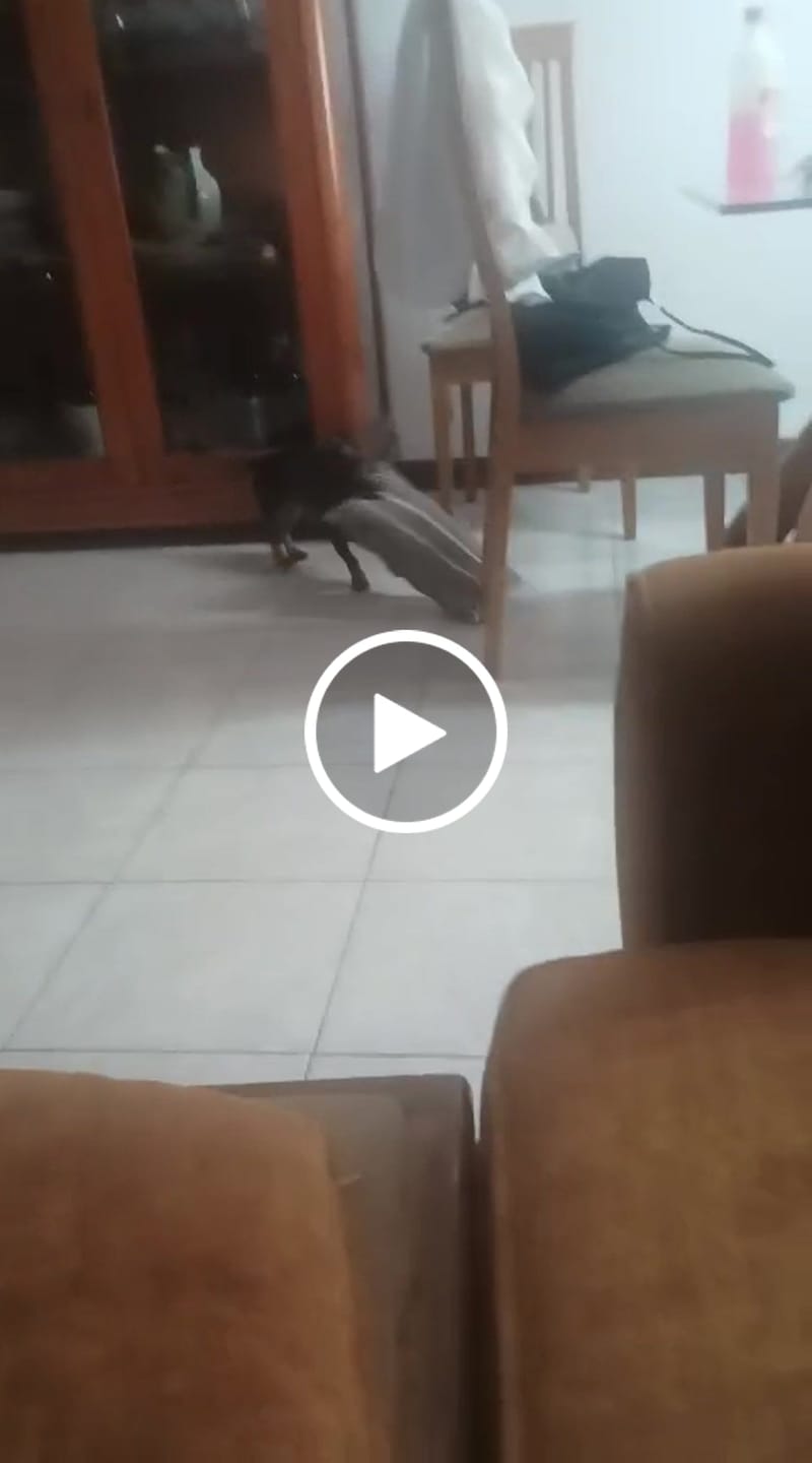 Customer video review of Cuscino Arredo