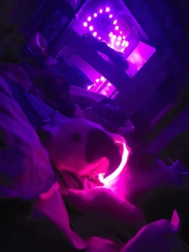 Customer photo review of Double-Light Collar to See Your Dog at Night