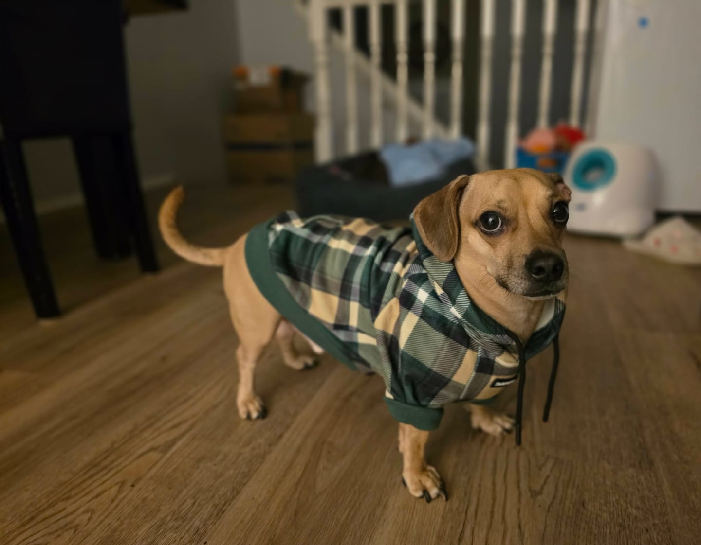 Customer photo review of Green Plaid Dog Hoodie