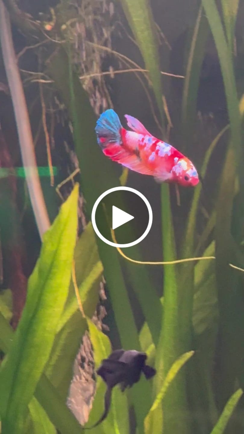 Customer video review of Female Giant Betta Fish