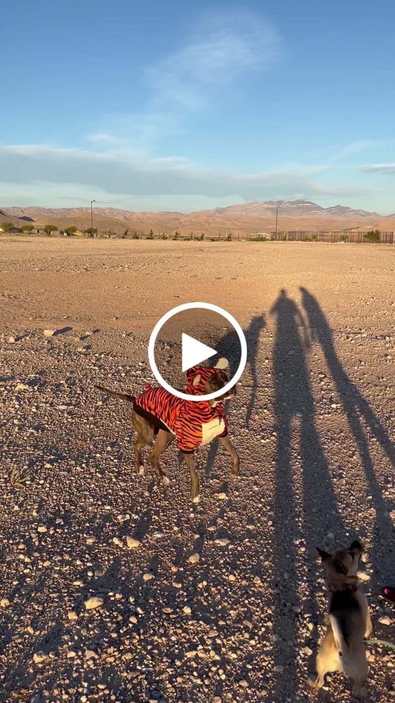Customer video review of Halloween Dog Hoodie - Tiger
