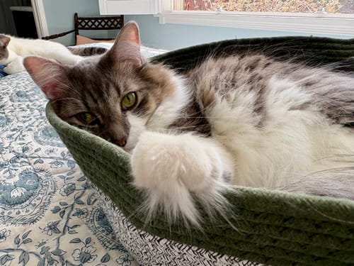 Customer's cat resting inside the green, woven Instinct Basket on a floral patterned bed.