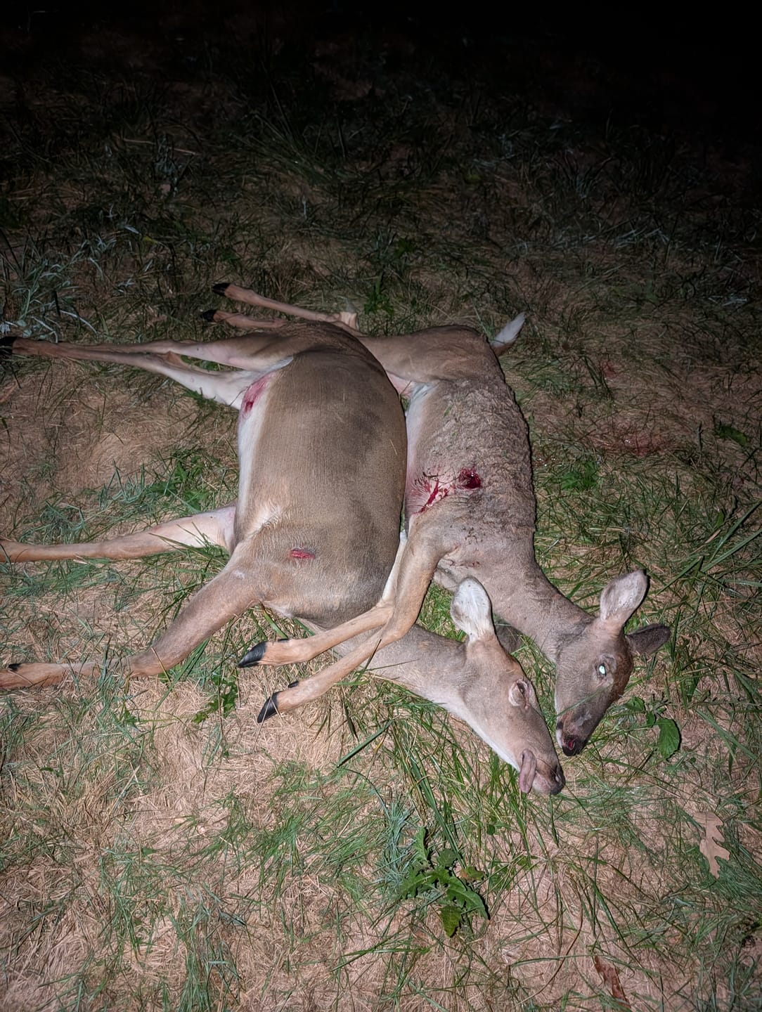 Customer photo review of Warranty Replacement - Beast Broadheads