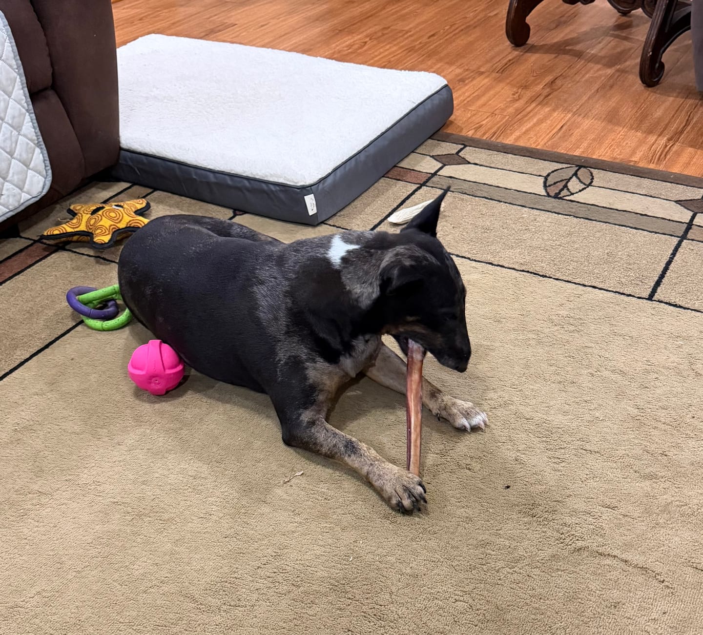 Customer photo review of 12 Inch Jumbo Bully Stick