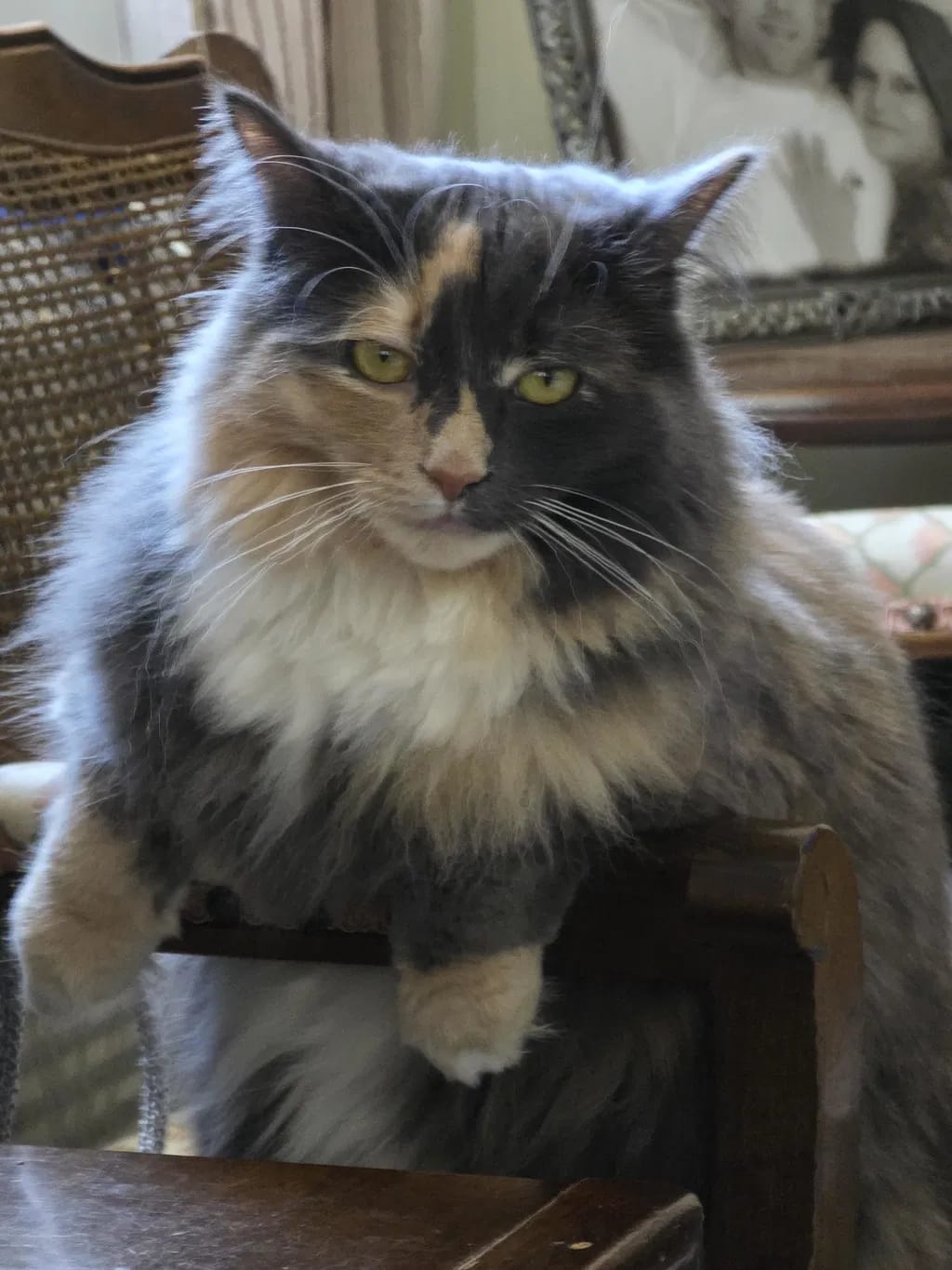 Customer photo review of Renya, la première friandise qui prend soin des reins de votre chat, bien avant les premiers signes