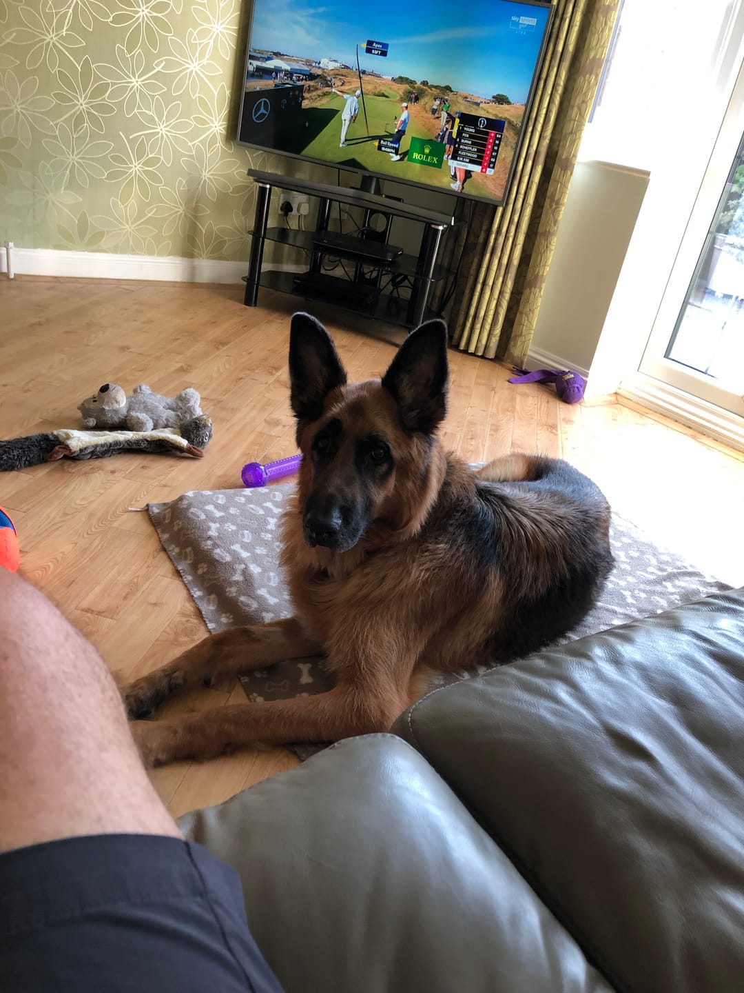 Customer photo review of collagen for dogs