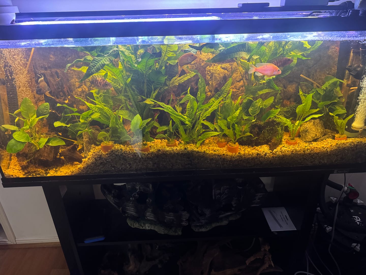 Customer photo review of Phat Pro Fertiliser