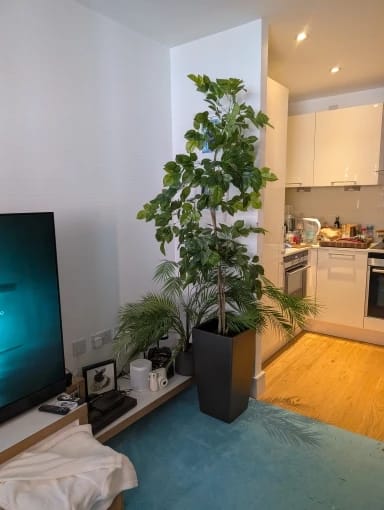 Customer photo review of Faux Radermachera Tree