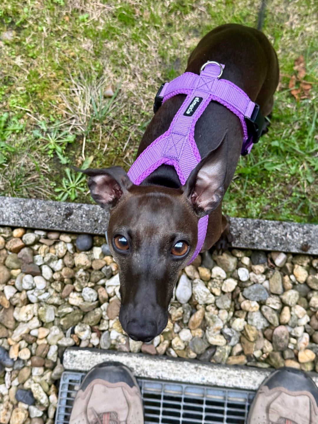 Customer photo review of Windhundgeschirr FUN Welpe/Windspiel "Lilac"