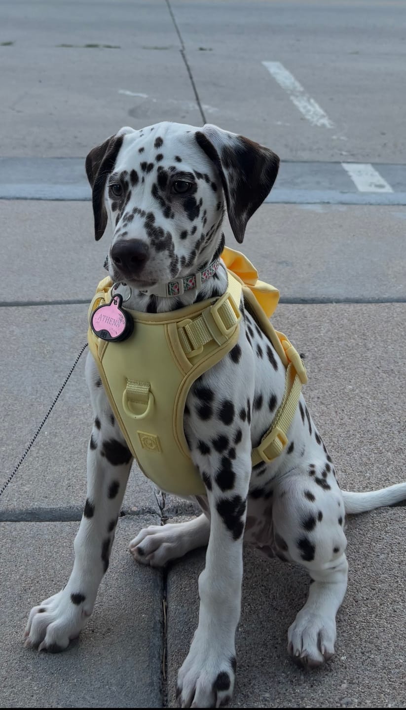 Customer photo review of Wander! Bow Harness 2.0 - Buttercream