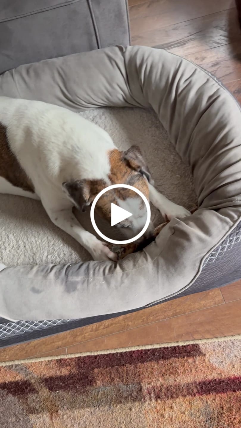 Customer video review of Large Ostrich Cane (11.5" x 5"): The Ultimate Long-Lasting Chew for Medium, Large & XL Dogs