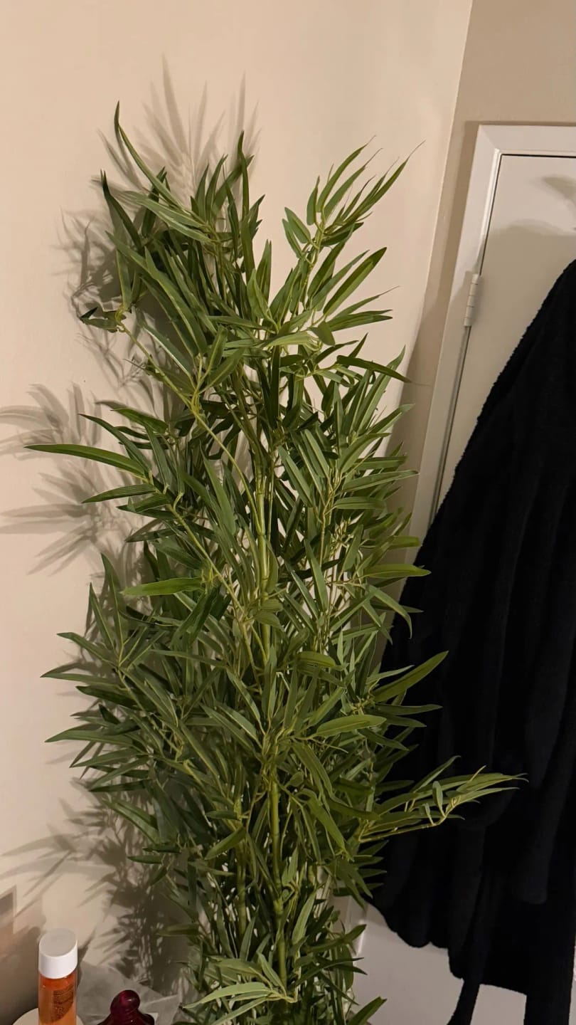 Customer photo review of Artificial Bamboo Tree Tall Fake