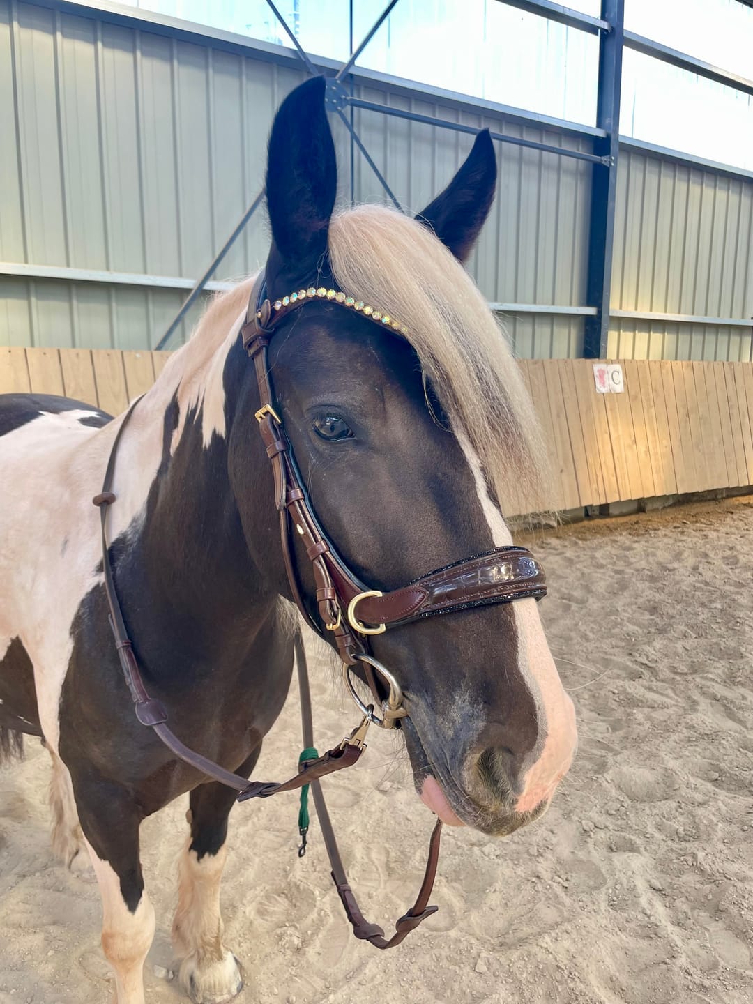 Customer photo review of NEW 🖤🤎 Nia Multi Bridle - Bit to bitless system no.1
