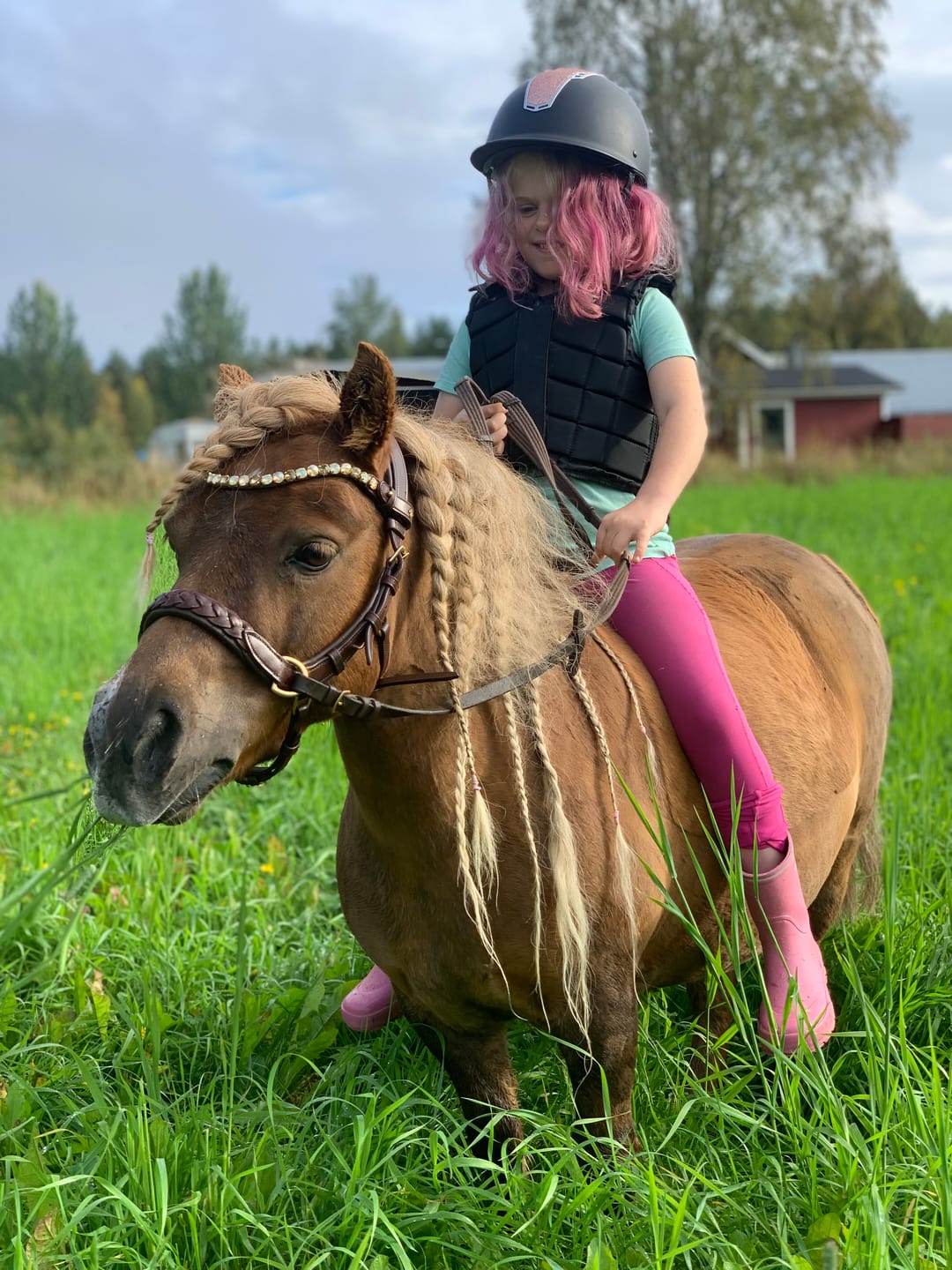 Customer photo review of Odessa bonita Multi Bridle padded, bit to bitless system no.1