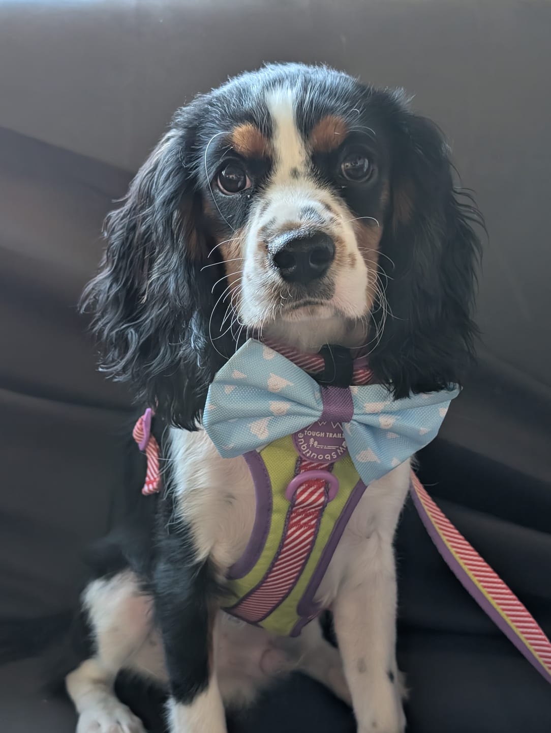 Customer photo review of Disney© Tough Trails™ Harness - Buzz Lightyear