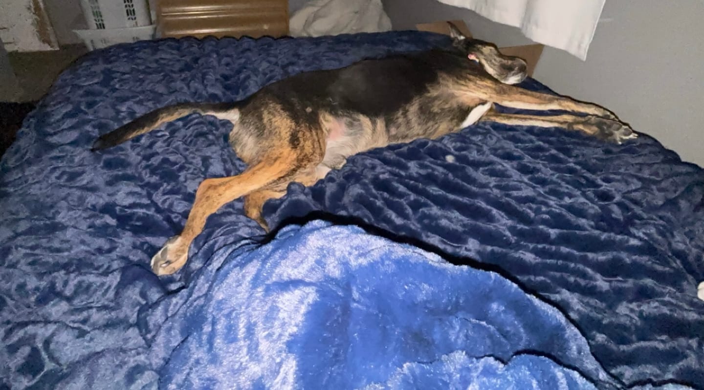 Customer photo review of Biggest Hugs Navy Blanket