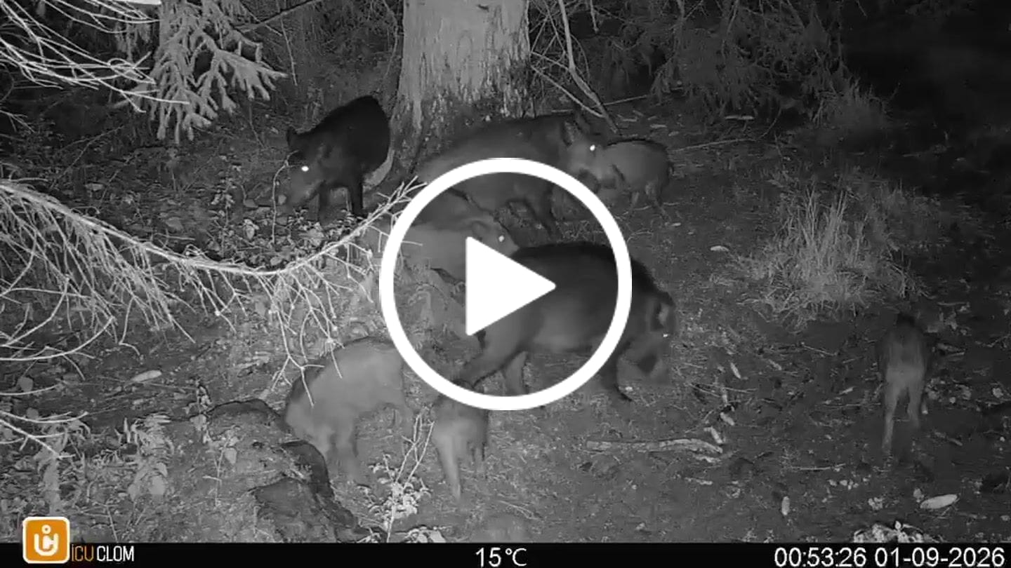 Customer video review of Teer-Plus Wildlockmittel - Schwarzwild