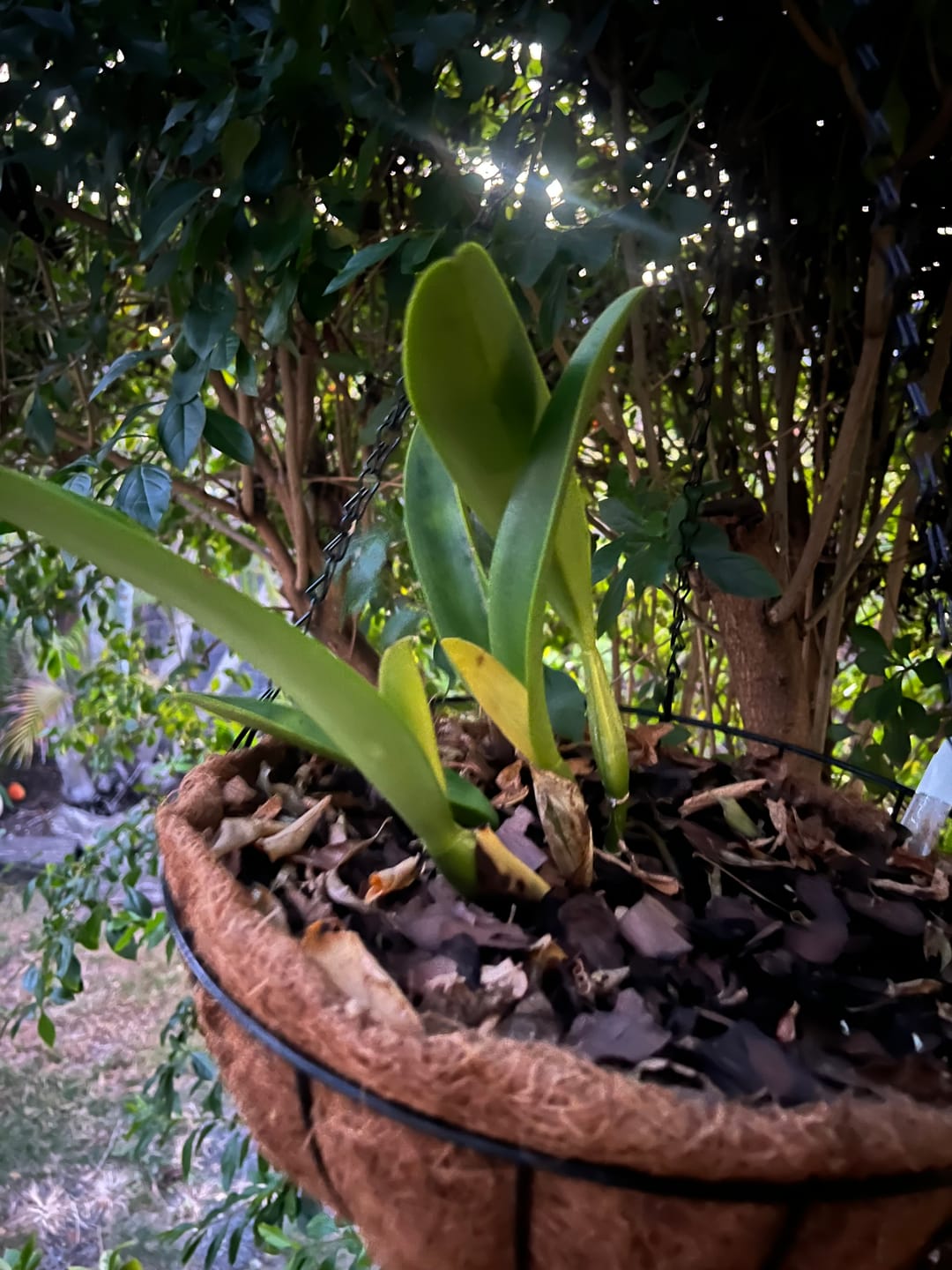 Customer photo review of Cattleya Orchid Mericlone – Orchidaceae – Cattleya spp.