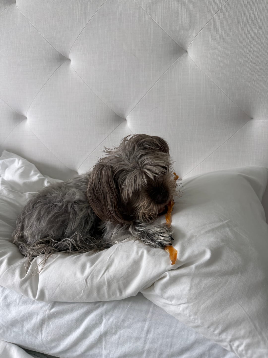 Customer photo review of 100% USA Turkey Tendons | Single-Ingredient, High-Protein Dog Chews