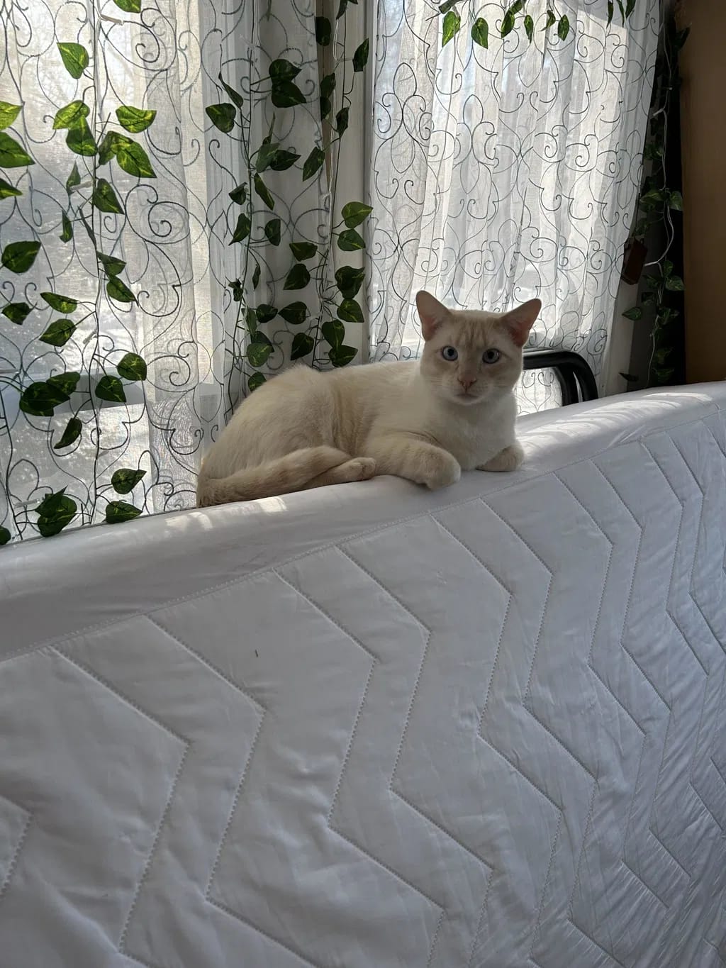 Customer photo review of Renya, la première friandise qui prend soin des reins de votre chat, bien avant les premiers signes