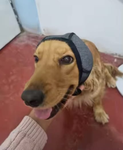 Customer photo review of Orejeras Antirruidos para Perros